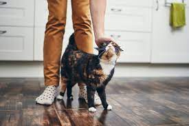 Problems such as a cat losing hair can have multiple causes including parasites, illness, allergy and stress. 10 Top Non Shedding Cat Breeds Care Com