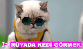 ruyada yeni dogmus kedi gormek kedi hayvanlari blog