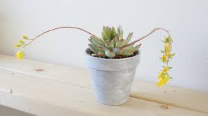 花を取り除いた花うらら ウチデグリーン Uchi De Green