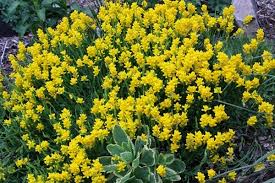Image result for Genista