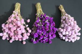 Global dried flowers is a dried flower manufacturing and exporting company headquartered in kolkata, india. Natural Dried Flowers For Decoration Rs 3500 Pack Bloomybliss Private Limited Id 22122894191