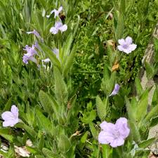 Image result for Vandellia humilis