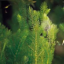 Image result for Ceratophyllum demersum