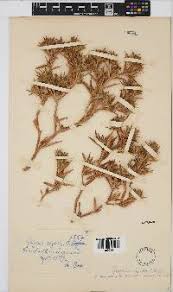 Image result for Geigeria filifolia