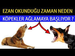 Ezan Okundugunda Kopekler Cakallar Neden Ulumaya Baslar Youtube