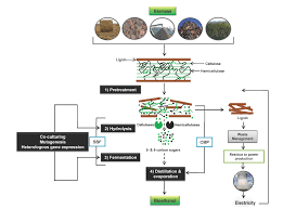 The human body turns all types of carbs into glucose or blood sugar. Carbohydrates From Biomass Sources And Transformation By Microbial Enzymes Intechopen