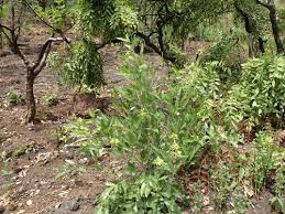 Image result for Sphenostylis