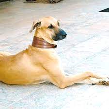 Kombai Dog: Breed Information, Facts and Characteristics - PetHelpful