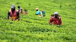 Chai (pronounced as a single syllable and rhymes with 'pie') is the word for tea in many parts of the world. Chai Trading Company Top Grossing Ktda Agency At Sh19 Billion Business Daily