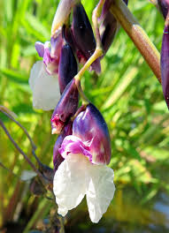 Image result for Thalia geniculata