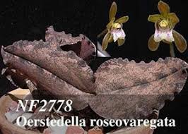 Image result for Oeceoclades