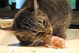 Cat's digestive systems can't handle fruits in large quantities. The Benefits Of Raw Food For Cats