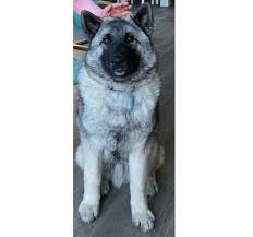 Image result for norský losí pes šedý