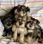 About Mini Schnoodle Puppies by Moss Creek Schnoodles in ...