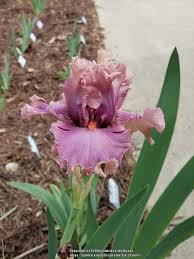 Download good morning stock photos. Tall Bearded Iris Iris Good Morning Beautiful In The Irises Database Garden Org