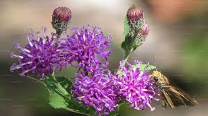Image result for Vernonia myriantha