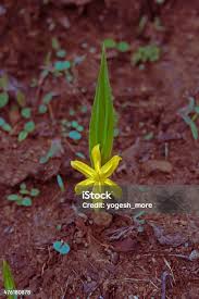 Image result for Curculigo pilosa