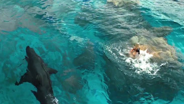 The Shallows” review: A film that offers little to think about | by daniel  dewar | cinema-matters | Medium