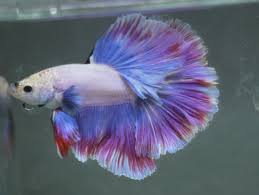 Live Tropical Fish Light Lavender Blue White Halfmoon Betta E12 Halfmoon Betta Betta Tropical Fish