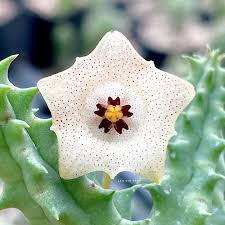 Image result for Tridentea marientalensis