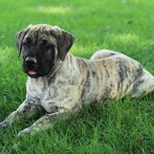 Breeding quality presa canario puppies with a 2 year health guarantee triple registered. Presa Canario Puppy For Sale In Gap Pa Adn 43969 On Puppyfinder Com Gender Female Age 10 Weeks Old Presa Canario Puppies For Sale Puppies