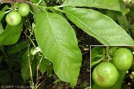 Image result for Vangueria madagascariensis