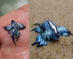 The Blue Dragon One Of The World S Rarest And Most Beautiful Mollusks Pic Bizarre Animals Blue Sea Slug Weird Animals