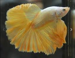 Live Betta Fish Yellow Dragon Halfmoon Male Betta Fish Betta Fish