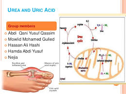 Urea And Uric Acid