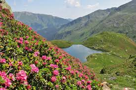 Check spelling or type a new query. Wildalmseen Und Schafsiedel Leichte Wanderung