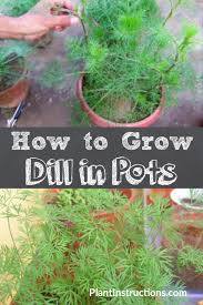 How To Grow Dill In Pots How To Grow Dill Planting Herbs Planting Dill