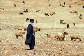 Bayburt Ta Kucukbas Ve Buyukbas Hayvan Yetistiricileri Meralara Cikmaya Hazirlaniyor Haber