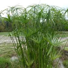 Image result for Cyperus amauropus