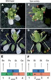 Image result for Capsella