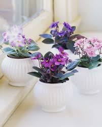Spruce up your home with some refreshing indoor and outdoor plants. 16 Indoor Blooming Plants That Are Easy To Maintain