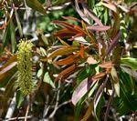 Image result for Faurea wentzeliana