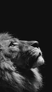 Lion Looking Sky Animal Nature Dark Photo Iphone 6 Wallpaper Lion Wallpaper Iphone Animal Wallpaper Lion Wallpaper