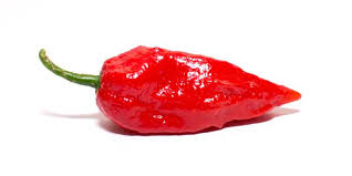 top 10 worlds hottest peppers 2019 update new hottest pepper