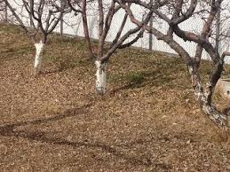 Fruit trees do not yield good produce on automatic, by no means. Fruit Tree Pruning At Its Best Why Are The Base Of Fruit Tree Trunks Painted White Pruning Fruit Trees Tree Trunk Painting Tree Pruning