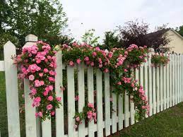 Peggy Martin Rose Climbing Over The Picket Fence You Cannot Kill This Rose Love It Cottage Garden Flowers Garden
