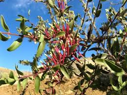 Image result for Agelanthus gracilis