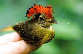 Bird With Red Mohawk And Orange Beak Pin By Todaloos Com On Animals Pretty Birds Beautiful Birds Cute Birds