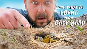 Baby Tortoise Is So Little He's Still Wearing His Egg