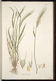 Annual Rye Drawing Scientific Illustration Botanical Drawings Plant Illustration