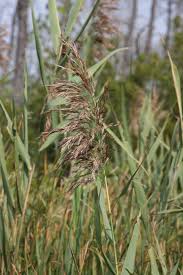 Image result for Phragmites
