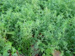 Do not plant lentils where other legumes have recently grown. Growing Lentils How To Grow Lentils