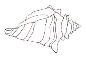 Download high quality conch shell clip art from our collection of 0 clip art graphics. Conch Shell Drawing Free Download Clip Art Free Clip Art On Shell Drawing Diy Canvas Art Painting Fused Glass Wall Art