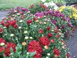 Mums 101 When To Plant And How To Grow Chrysanthemums When To Plant Garden Garden Mum Fall Flowers Garden