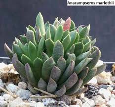 Image result for Dipcadi marlothii