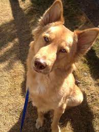 She was very great with them and only tried to bite them when she wanted some alone time. Husky Mix Golden Retriever Husky Mix German Shepherd Puppies Novocom Top